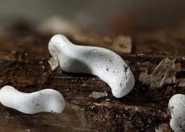 Attēlu rezultāti vaicājumam “Willkommlangea reticulata spores”