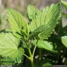 Image result for Melisse