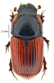 Attēlu rezultāti vaicājumam “Pterostichus quadrifoveolatus”