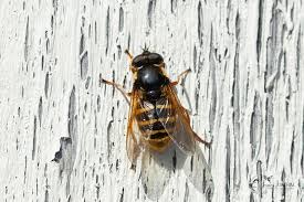 Attēlu rezultāti vaicājumam “Sericomyia silentis”