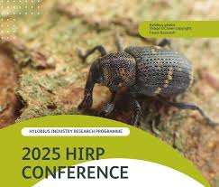 Attēlu rezultāti vaicājumam “Hylobius abietis”