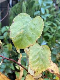 Attēlu rezultāti vaicājumam “Betula papyrifera leaf”
