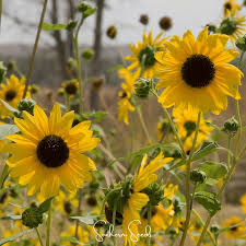 Attēlu rezultāti vaicājumam “Helianthus annuus”