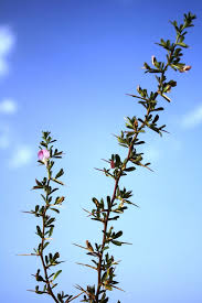 Attēlu rezultāti vaicājumam “Ononis arvensis bud”