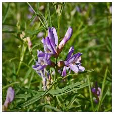 Attēlu rezultāti vaicājumam “Astragalus arenarius flower”