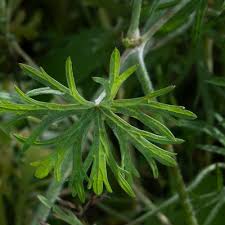 Attēlu rezultāti vaicājumam “Geranium dissectum leaf”