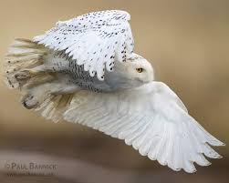 Image result for Bubo scandiacus