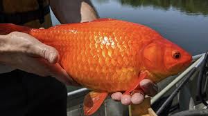 Attēlu rezultāti vaicājumam “Carassius auratus”