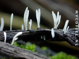 Attēlu rezultāti vaicājumam “Typhula setipes”