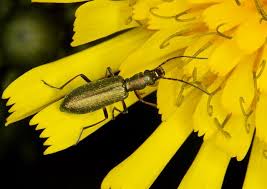 Attēlu rezultāti vaicājumam “Chrysanthia geniculata”