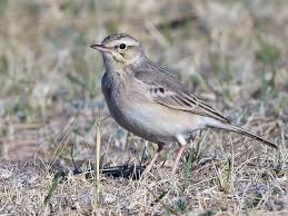 Image result for Anthus campestris