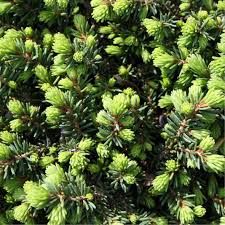Attēlu rezultāti vaicājumam “Picea abies fo. virgata fruit”