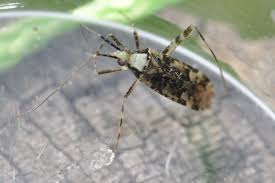 Attēlu rezultāti vaicājumam “Phytocoris tiliae”