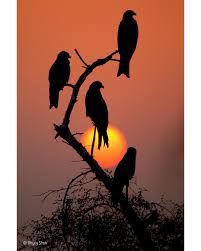 Attēlu rezultāti vaicājumam “Metatrichia floriformis stalked”