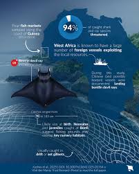 Image result for Mobula thurstoni