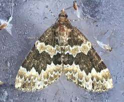 Attēlu rezultāti vaicājumam “Electrophaes corylata”