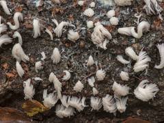 Attēlu rezultāti vaicājumam “Diachea leucopodia young”