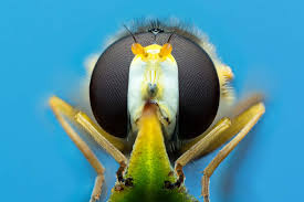 Attēlu rezultāti vaicājumam “Licea pygmaea macro”