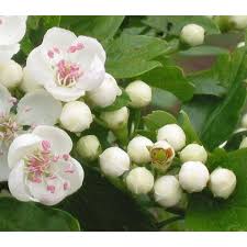 Attēlu rezultāti vaicājumam “Crataegus laevigata flower”
