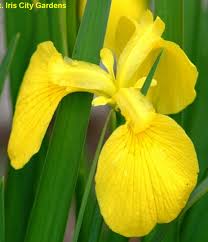 Attēlu rezultāti vaicājumam “Iris pseudacorus leaf”