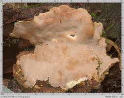 Attēlu rezultāti vaicājumam “Rigidoporus crocatus”