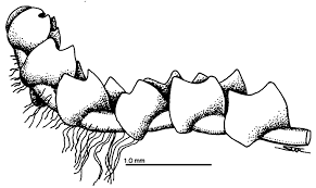 Attēlu rezultāti vaicājumam “Lophozia ventricosa”