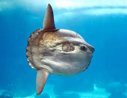 Image result for Mola mola