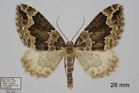 Attēlu rezultāti vaicājumam “Lampropteryx suffumata”