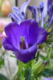Image result for Campanula affinis