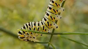 Attēlu rezultāti vaicājumam “Papilio machaon larva”