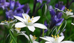 Attēlu rezultāti vaicājumam “Ornithogalum umbellatum flower”