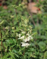 Attēlu rezultāti vaicājumam “Filipendula ulmaria  flower”