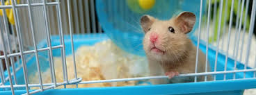 Afbeeldingsresultaat voor hamsters