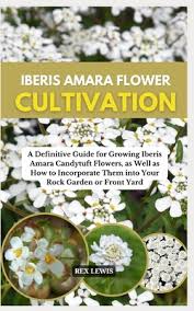 Image result for Iberis amara