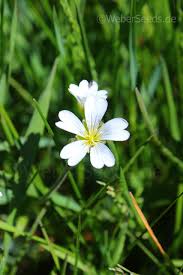 Attēlu rezultāti vaicājumam “Cerastium arvense flower”