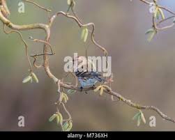 Attēlu rezultāti vaicājumam “Carduelis flammea male”