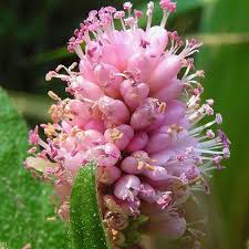 Attēlu rezultāti vaicājumam “Polygonum amphibium flower”