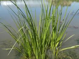 Image result for Acorus calamus