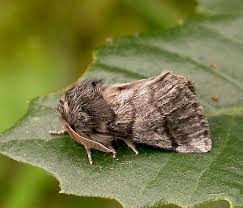 Attēlu rezultāti vaicājumam “Notodontidae”