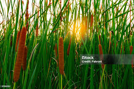 Attēlu rezultāti vaicājumam “Typha angustifolia  leaf”