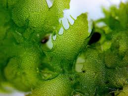 Attēlu rezultāti vaicājumam “Ptilidium ciliare”