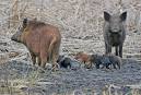 Wild Hogs