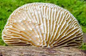 Attēlu rezultāti vaicājumam “Lenzites betulina”