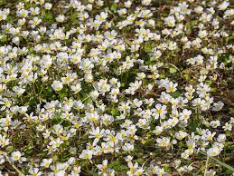Attēlu rezultāti vaicājumam “Batrachium circinatum flower”