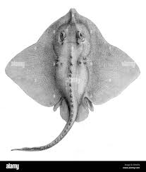 Image result for Amblyraja hyperborea