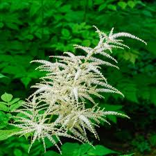 Image result for Aruncus dioicus