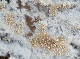 Attēlu rezultāti vaicājumam “Hydnocristella himantia”