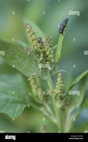 Attēlu rezultāti vaicājumam “Atriplex calotheca leaf”