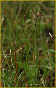 Attēlu rezultāti vaicājumam “Eleocharis uniglumis fruit”