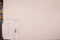 Attēlu rezultāti vaicājumam “Seligeria pusilla”